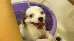 excited dog GIF