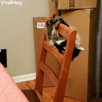 Raccoon Trapeze Artist Performs Routine on Chair A