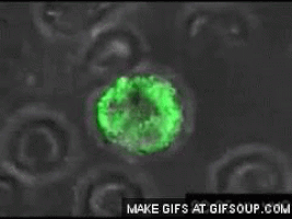 Virus GIFs - Find & Share on GIPHY