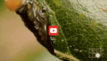 GIF by KQEDScience