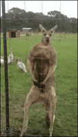 kangaroo buff GIF
