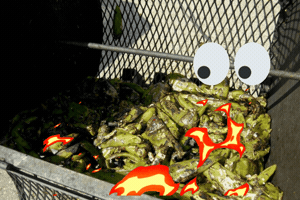 Hatch Chili GIF