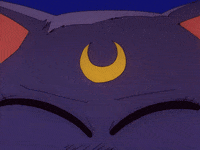 Luna The Cat Gifs Get The Best Gif On Giphy Luna The Cat Gifs Get The Best Gif On Giphy