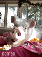 Hungry Pet Pig GIF by Cameo