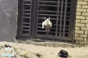 Cat GIF