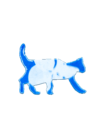Cat Animation Sticker