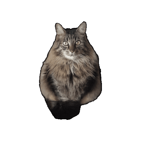 Cat Muffin Sticker