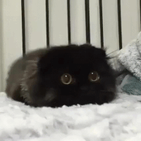 cats darkness GIF