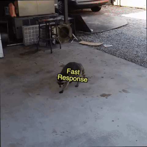 Racoon GIF