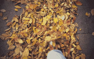 autumn GIF