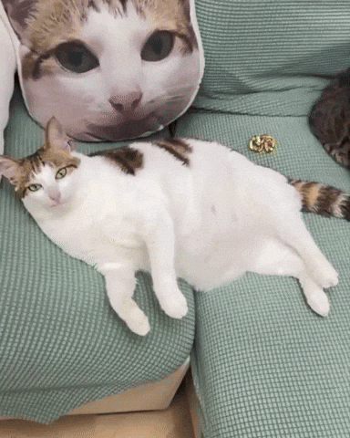 Cat Sigma GIF