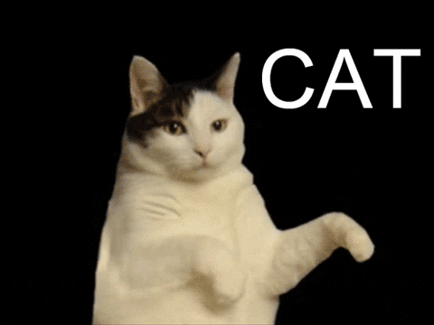 Cats Dance GIFs - Get the best GIF on GIPHY