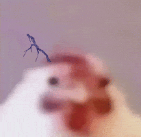 Chicken Rooster GIF