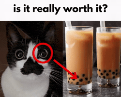 Cat Mustache GIF