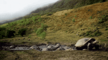 Galapagos Tortoise GIF