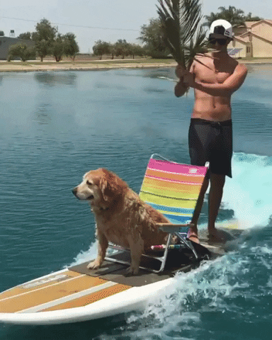 Dog Fun GIF by MOODMAN - Find & Share on GIPHY