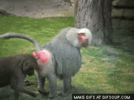 Baboon GIFs - Find & Share on GIPHY