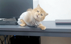 Animated GIF