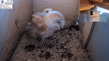 Bird GIF