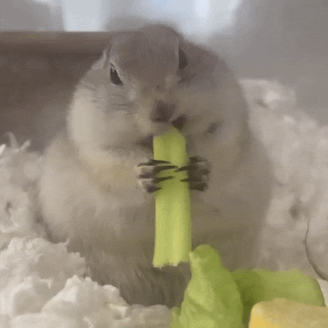 Prairie Dog Squirrel GIF
