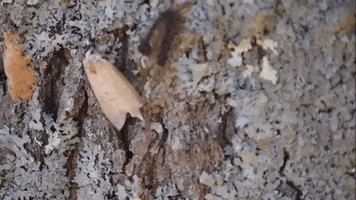 Nature GIF