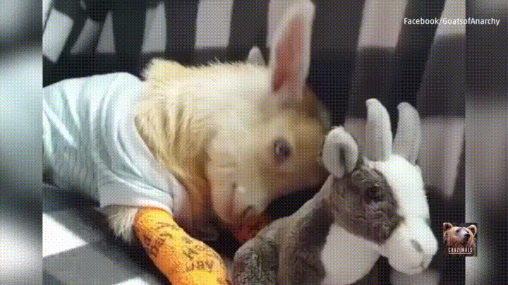 goats baby goat GIF