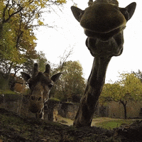 Oh Hello Giraffe GIF by Oregon Zoo