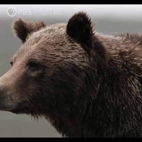 Close Up Bear GIF by Nature on PBS