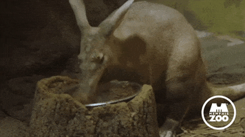Hungry So Good GIF by Memphis Zoo