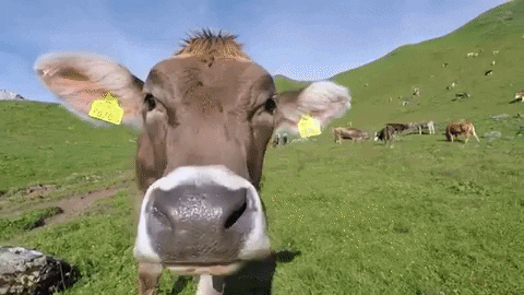 Cows GIFs - Get the best GIF on GIPHY