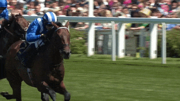 Champion GIF by World Horse Racing