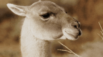 When Nature Calls Alpaca GIF by ABC Network