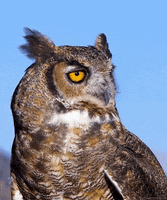 Great Horned Owl GIF