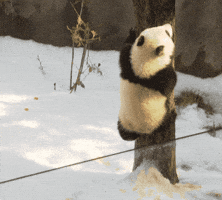 Baby Animals Panda Gif By San Diego Zoo