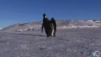 discovery channel lol GIF