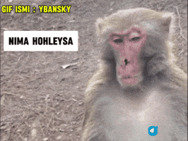 Monkeys GIF