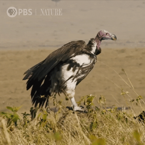 Pbs Nature Hello GIF by Nature on PBS