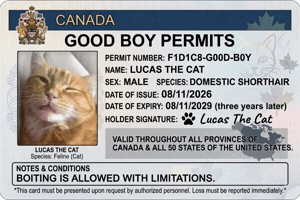 Good Boy Cat Meme GIF