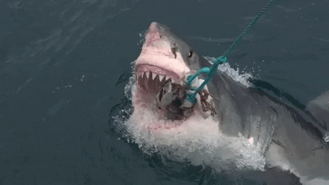 attack of the megalodon roblox shark bite  virus free