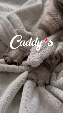 Caddy's IS
