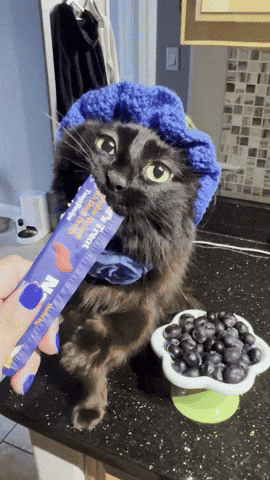 Blueberry GIF
