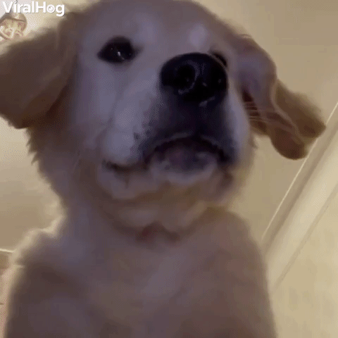 Let Me Think Wow GIF by Tokkingheads - Find & Share on GIPHY