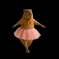 capybam-capybara-capybaras-ballet-dance-cute-kawaii-funny-animal-loop-knLRouBQlkniWmx0hp