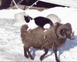 Video gif. Black and white cat sits on the back of a ram as it walks along a snowy path.