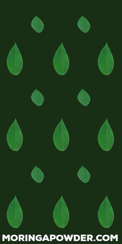 Moringa Moringaoleifera GIF by MoringaPowder.com