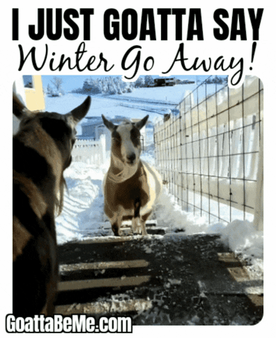 Winter Cute Animals GIF by Goatta Be Me Goats! Adventures of Pumpkin, Cookie and Java!