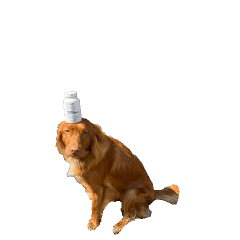 Neuro Supps Sticker