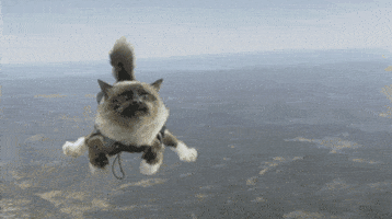 Flying Cat GIFs - Find & Share on GIPHY