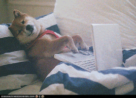 Work From Home Cute Dog GIF