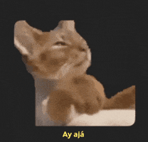 Ajá Aja Yeah Right Sure Cat Gato Sarcasm Reaction Doubt Funny GIF